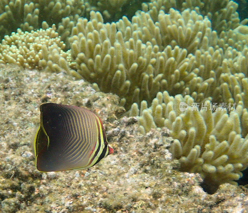 东三角蝴蝶鱼(Chaetodon baronessa)